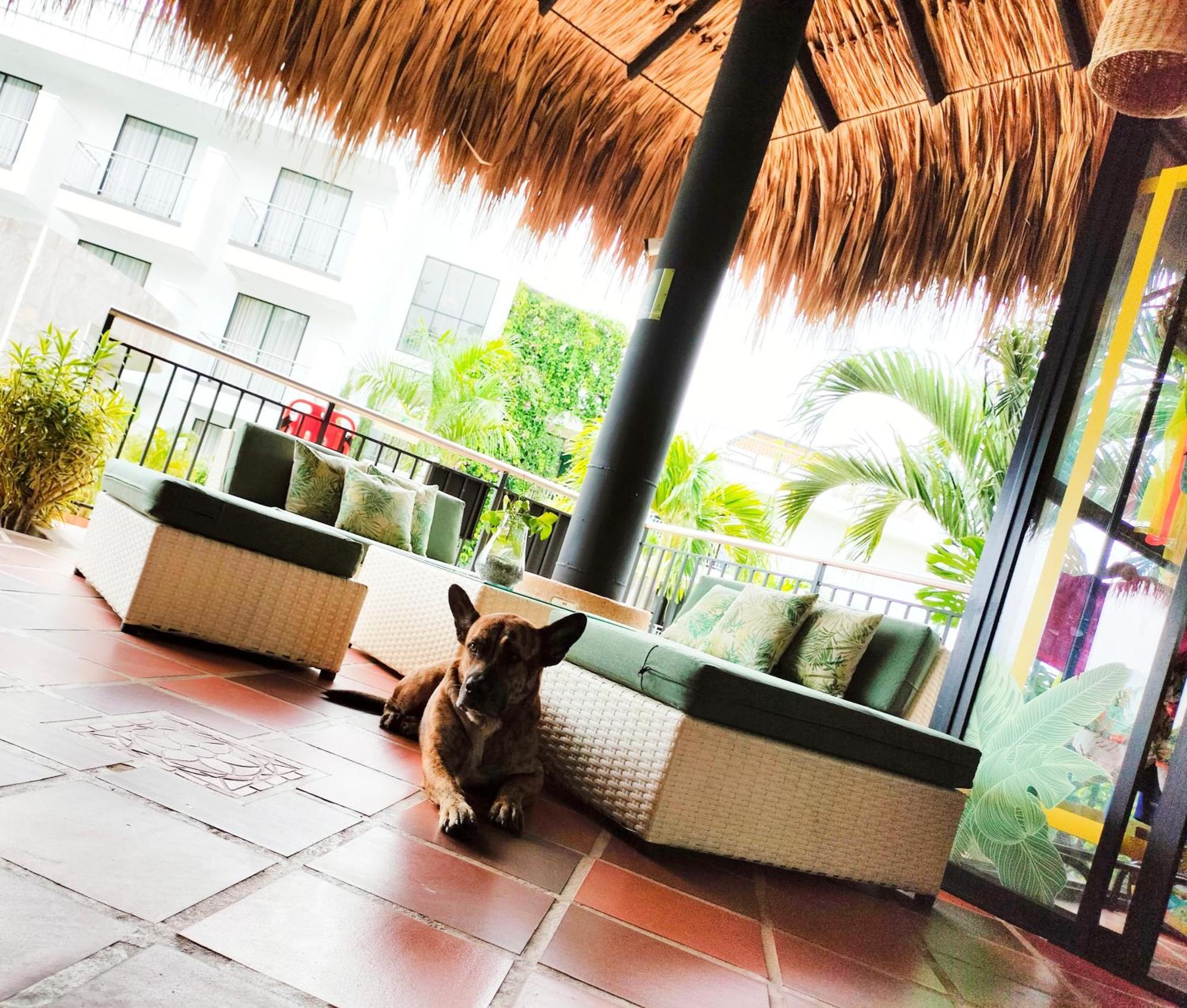 Hotel Arboreo Doradal Ngoại thất bức ảnh